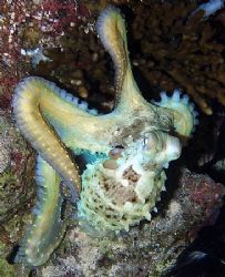 Octopus taken at Ras Caty with E300. by Nikki Van Veelen 